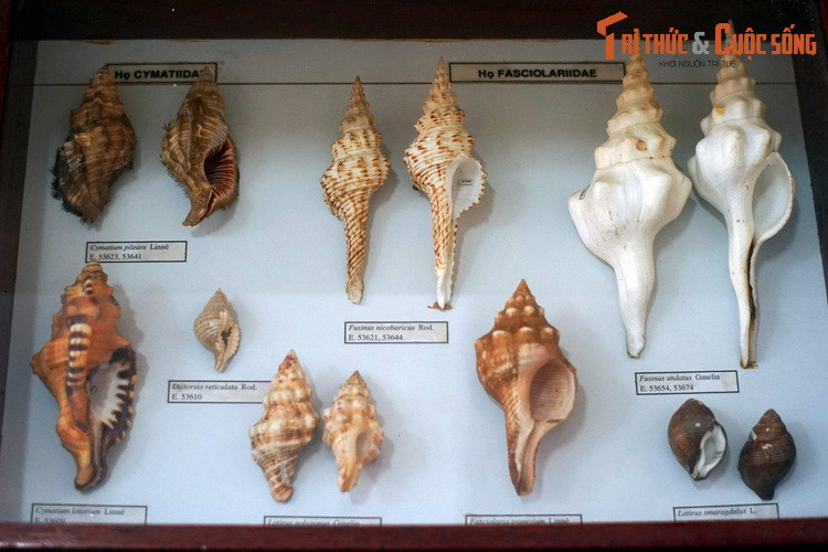 Các loài ốc thuộc họ Cymatiidae và Fasciolariidae.