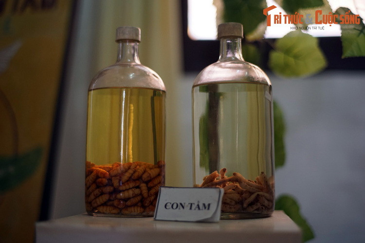 Các mẫu tằm và nhộng tằm được ngâm trong dung dịch bảo quản. Không chỉ cung cấp tơ, nhộng tằm còn là món ăn ngon và bổ dưỡng.