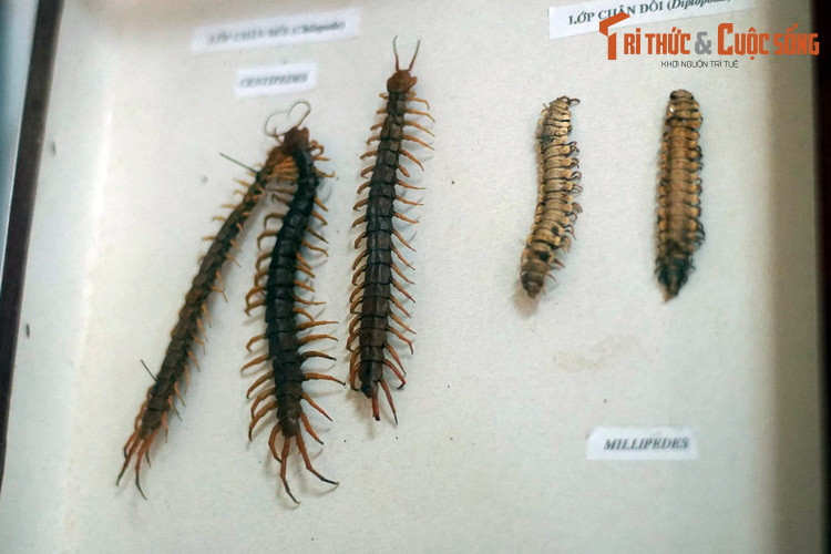 Bên cạnh các loài côn trùng, Bảo tàng Sinh học còn có mẫu vật của các loài thuộc lớp chân Chân môi (Chilopoda) và Chân đôi (Diplopoda), gồm rết và cuốn chiếu.