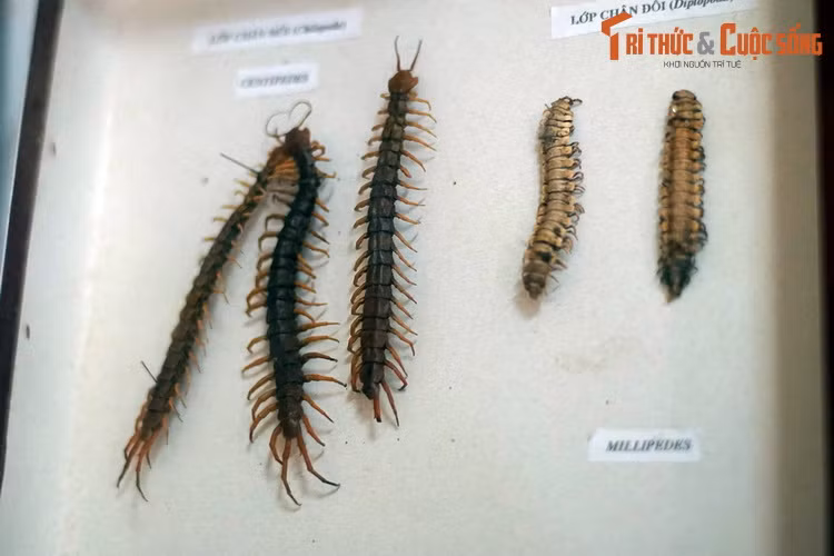 Bên cạnh các loài côn trùng, Bảo tàng Sinh học còn có mẫu vật của các loài thuộc lớp chân Chân môi (Chilopoda) và Chân đôi (Diplopoda), gồm rết và cuốn chiếu.