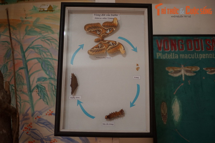 Minh họa trực quan về vòng đời của bướm khế (Attacus atlas) loài bướm đêm lớn nhất thế giới. Được ghi nhận ở khu vực Tây Nguyên, loài bướm này có thể đạt sải cánh 25-30 cm.