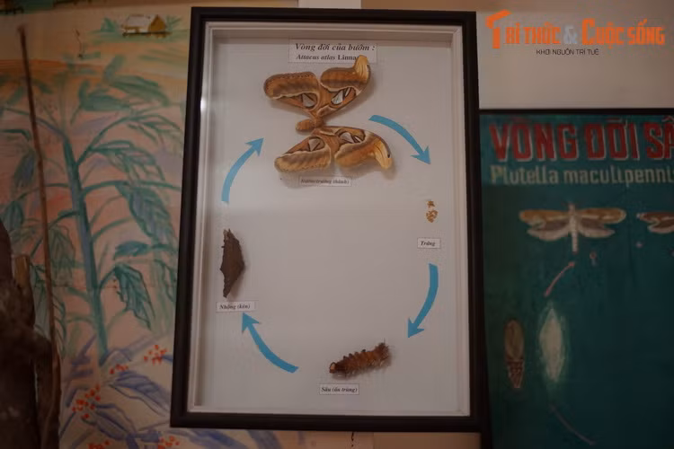 Minh họa trực quan về vòng đời của bướm khế (Attacus atlas) loài bướm đêm lớn nhất thế giới. Được ghi nhận ở khu vực Tây Nguyên, loài bướm này có thể đạt sải cánh 25-30 cm.