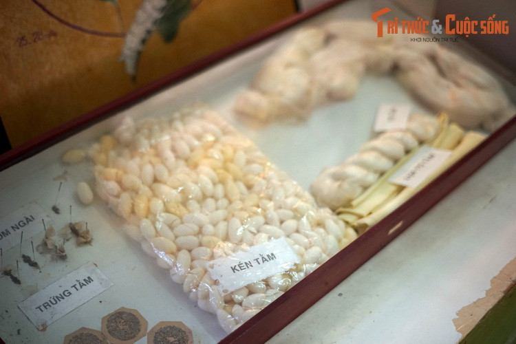 Kén tằm và các sản phẩm từ tơ tằm, được thu hoạch từ ấu trùng của loài bướm tằm đã được thuần hóa có tên khoa học là Bombyx mori.