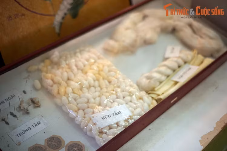 Kén tằm và các sản phẩm từ tơ tằm, được thu hoạch từ ấu trùng của loài bướm tằm đã được thuần hóa có tên khoa học là Bombyx mori.