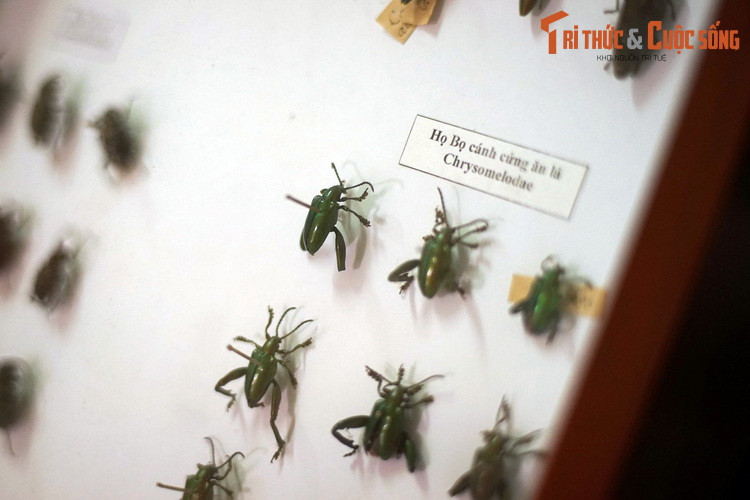 Họ Bọ cánh cứng ăn lá (Chrysomelidae) với đại diện là Bọ đùi ếch (Sagra buqueti).