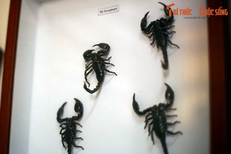 ...Và cả lớp Hình nhện (Arachnida), với đại diện là bộ Bọ cạp (Scorpiones).