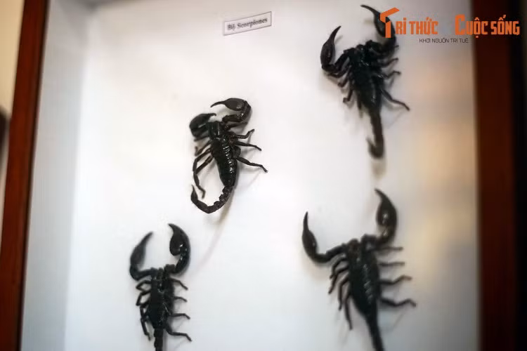 ...Và cả lớp Hình nhện (Arachnida), với đại diện là bộ Bọ cạp (Scorpiones).