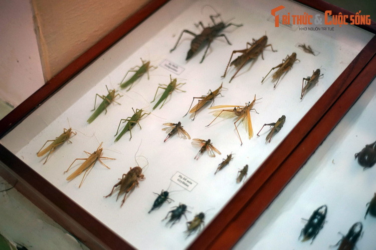 Bộ Cánh thẳng (Orthoptera) với hai họ tiêu biểu là họ Muỗm (Tettigoniidae) họ Dế mèn (Gryllidae), quy tụ nhiều loài châu chấu, cào cào, muồm muỗm, dế... quen thuộc ở các vùng nông thôn Việt Nam.