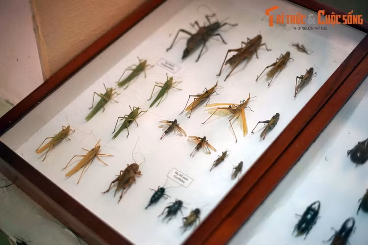 Bộ Cánh thẳng (Orthoptera) với hai họ tiêu biểu là họ Muỗm (Tettigoniidae) họ Dế mèn (Gryllidae), quy tụ nhiều loài châu chấu, cào cào, muồm muỗm, dế... quen thuộc ở các vùng nông thôn Việt Nam.