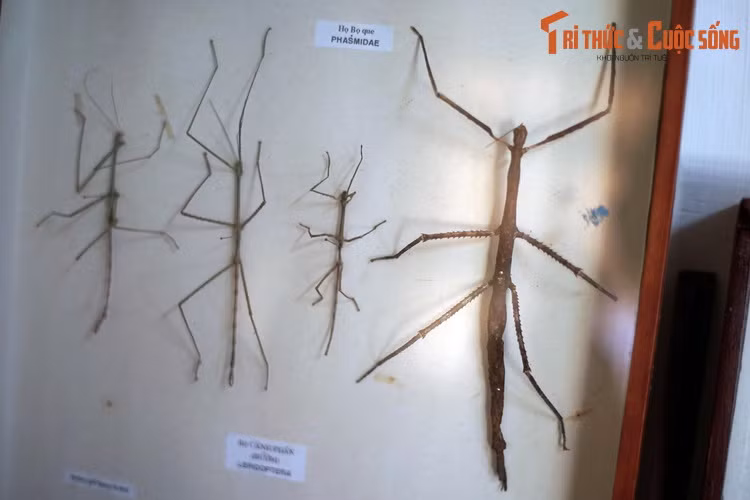 Các loài côn trùng ở nơi đây được phân chia theo các bộ, họ. Trong hình là họ Bọ que (Phasmatidae). Các loài côn trùng thuộc họ này có vẻ ngoài trông giống cành cây khô, một số loài dài hơn 30 cm. Chúng có khả năng tái tạo chi bị mất.