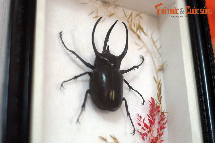 Một mẫu bọ hung ba sừng (Chalcosoma atlas) ấn tượng.