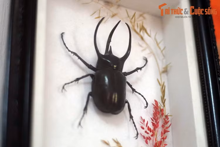 Một mẫu bọ hung ba sừng (Chalcosoma atlas) ấn tượng.