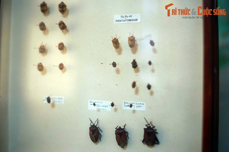 Các loài côn trùng có hại thuộc họ Bọ xít (Pentatomidae) bị "bêu tên" ở Bảo tàng Sinh học.
