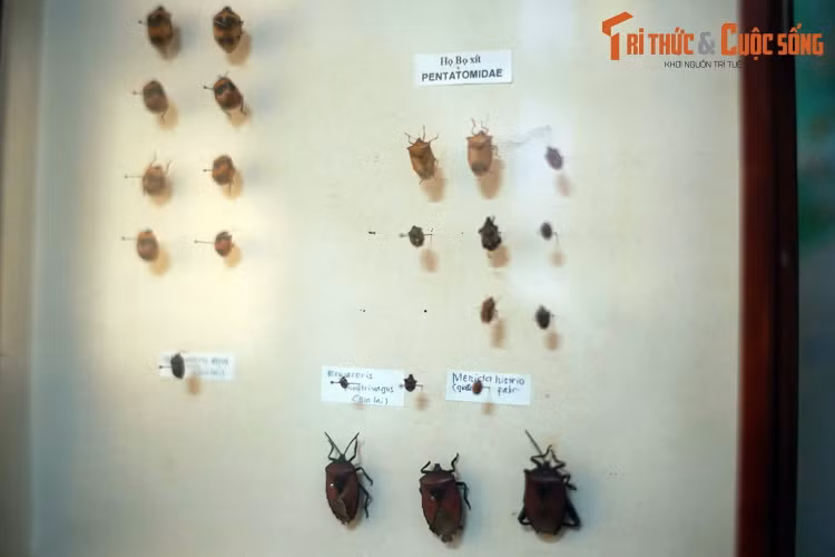 Các loài côn trùng có hại thuộc họ Bọ xít (Pentatomidae) bị "bêu tên" ở Bảo tàng Sinh học.