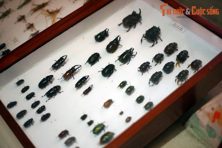 Bộ Cánh cứng (Coleoptera) chiếm đến 40% số loài côn trùng đã biết, được chia thành rất nhiều họ khác nhau.