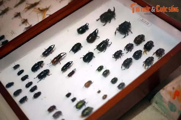 Bộ Cánh cứng (Coleoptera) chiếm đến 40% số loài côn trùng đã biết, được chia thành rất nhiều họ khác nhau.