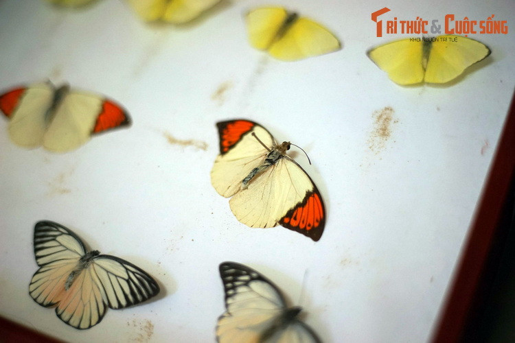 Bộ Cánh vảy (Lepidoptera) gồm các loài bướm và bướm đêm. Màu sắc cánh bướm được hình thành từ các lớp vảy phấn, như những viên ngói xếp trên cánh.