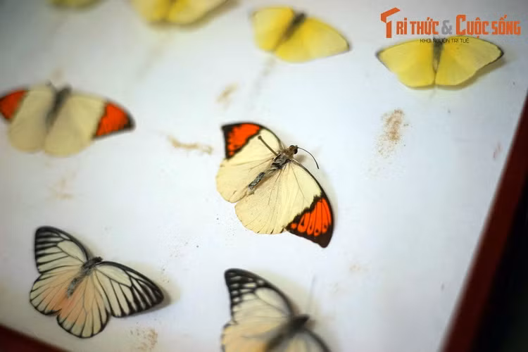 Bộ Cánh vảy (Lepidoptera) gồm các loài bướm và bướm đêm. Màu sắc cánh bướm được hình thành từ các lớp vảy phấn, như những viên ngói xếp trên cánh.