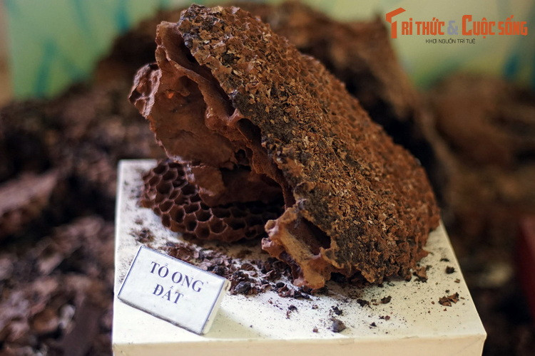 Mẫu tổ ong đất hay ong bắp cày (Vespa velutina), loài ong rừng nổi tiếng về độ hung hãn và nọc độc mạnh.