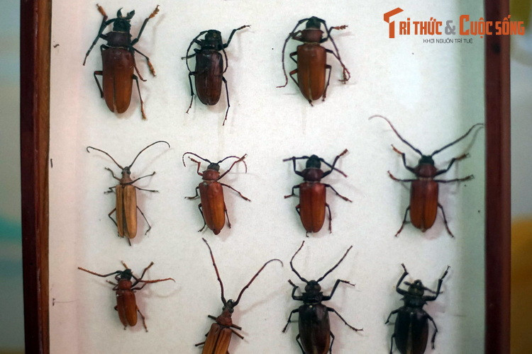 Trong bộ Cánh cứng, họ Xén tóc (Cerambycidae) gồm những loài bọ cánh cứng có cơ thể thuôn dài, hàm khỏe, cặp râu cứng cáp dài gấp nhiều lần thân.