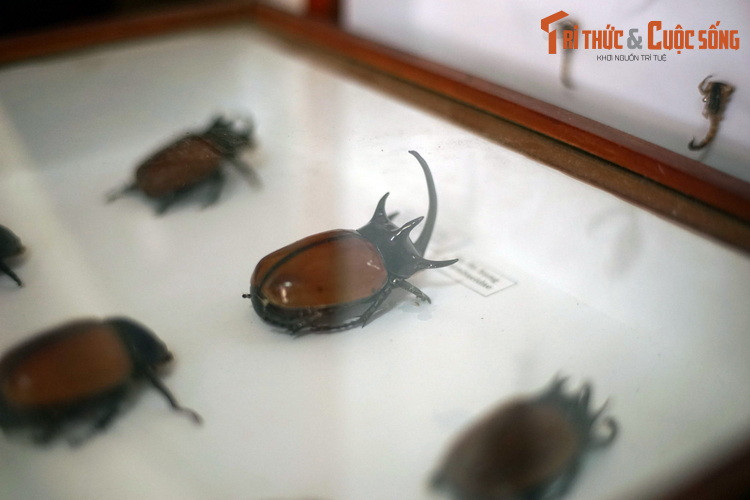 Họ Bọ hung (Scarabaeidae) với đại diện tiêu biểu ở Tây Nguyên là bọ hung năm sừng (Eupatorus gracilicornis).