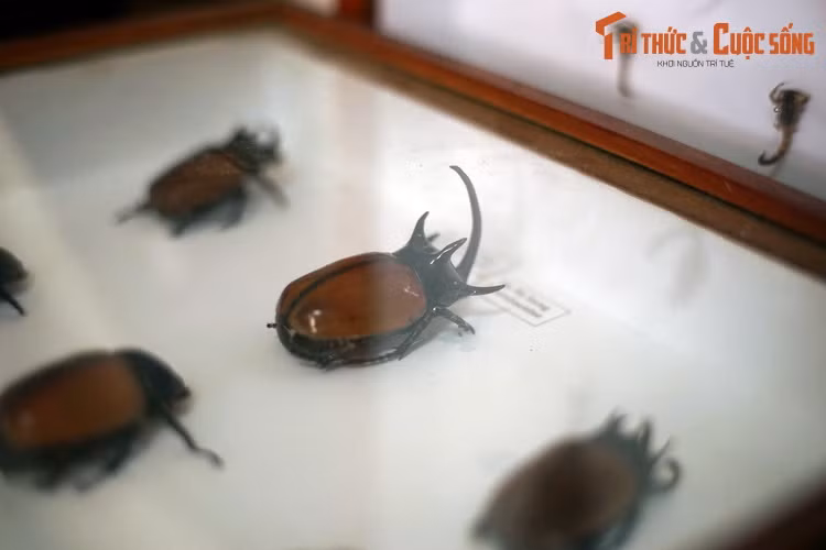 Họ Bọ hung (Scarabaeidae) với đại diện tiêu biểu ở Tây Nguyên là bọ hung năm sừng (Eupatorus gracilicornis).