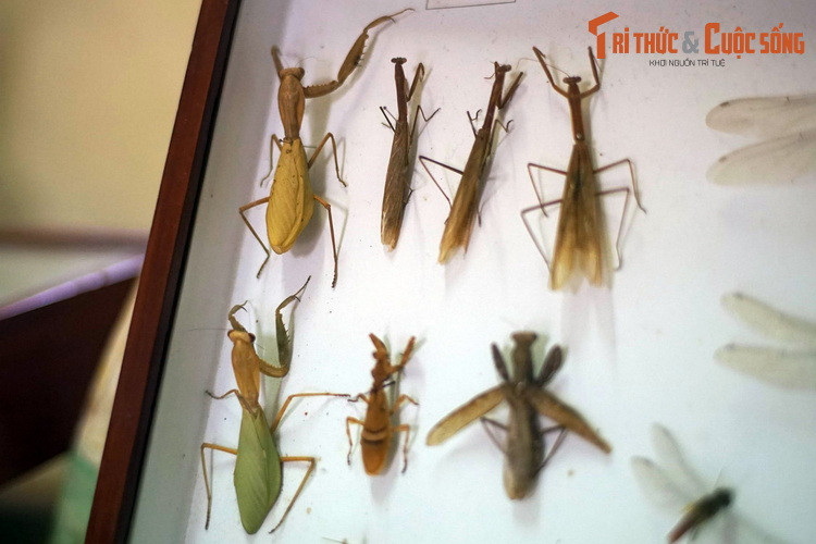 Bộ Bọ ngựa (Mantodea) gồm những loài côn trùng săn mồi có hình dáng đặc thù với cái đầu hình tam giác và cặp càng sắc bén khum khum trước ngực. Sự đa dạng của các loài bọ ngựa có thể khiến nhiều người ngạc nhiên.