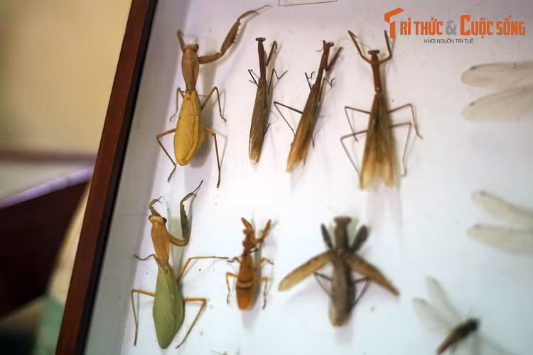 Bộ Bọ ngựa (Mantodea) gồm những loài côn trùng săn mồi có hình dáng đặc thù với cái đầu hình tam giác và cặp càng sắc bén khum khum trước ngực. Sự đa dạng của các loài bọ ngựa có thể khiến nhiều người ngạc nhiên.