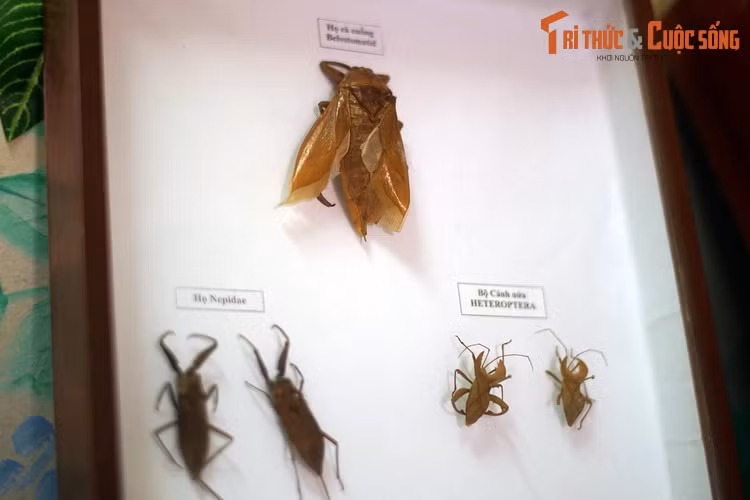 Bộ cánh nửa (Hemiptera) với các họ Cà cuống (Belostomatidae) và họ Bọ cạp nước (Nepidae). Các loài bọ xít và ve sầu cũng thuộc bộ côn trùng này.