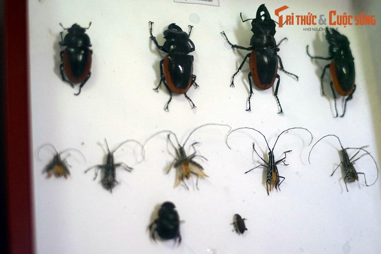 Họ Kẹp kìm (Lucanidae) gồm những loài bọ cánh cứng mà con đực có cặp hàm đặc biệt phát triển.