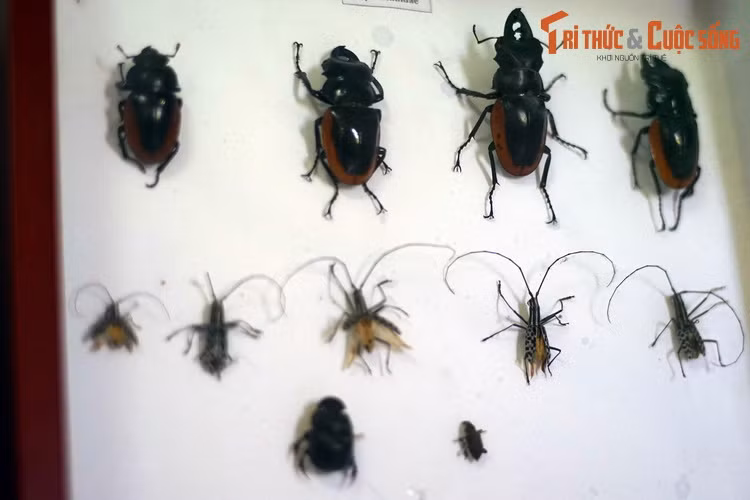 Họ Kẹp kìm (Lucanidae) gồm những loài bọ cánh cứng mà con đực có cặp hàm đặc biệt phát triển.