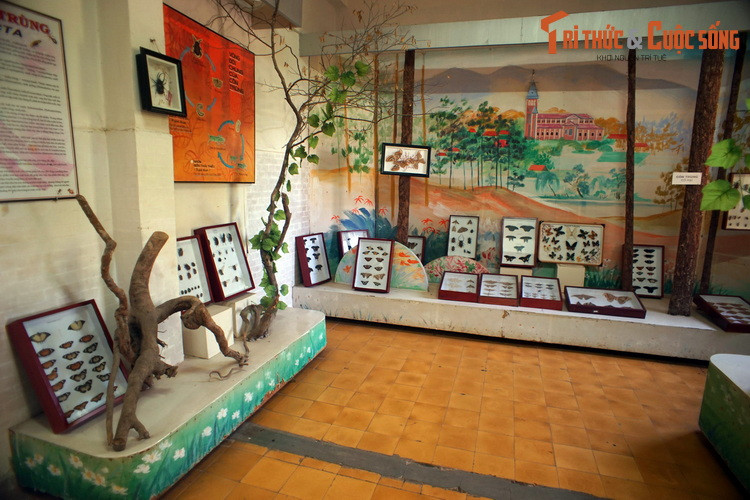 Nằm trong khuôn viên Viện Sinh học Tây Nguyên ở TP Đà Lạt, Bảo tàng Sinh học là nơi lưu trữ và trưng bày hàng nghìn mẫu động, thực vật phổ biến tại khu vực Tây Nguyên. Bộ sưu tập côn trùng của Bảo tàng khá đồ sộ, với hàng trăm mẫu vật thuộc nhiều loài côn trùng khác nhau.