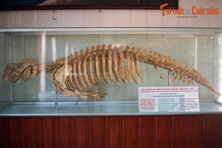 Bộ xương một con cá cúi, còn gọi là bò biển hay dugon (Dugong dugon) được trưng bày tại Bảo tàng Hải dương học Nha Trang. Đây là một loài vật độc đáo sinh sống vùng biển Côn Đảo và Phú Quốc của Việt Nam.