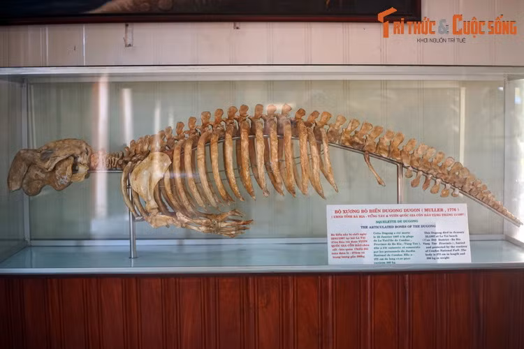 Bộ xương một con cá cúi, còn gọi là bò biển hay dugon (Dugong dugon) được trưng bày tại Bảo tàng Hải dương học Nha Trang. Đây là một loài vật độc đáo sinh sống vùng biển Côn Đảo và Phú Quốc của Việt Nam.