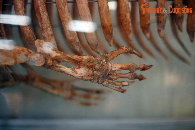 Chi trước của cá cúi có hình mái chèo, dùng để chuyển hướng khi bơi và cũng dùng để "bồng" con cho bú giống như người. Vì vậy mà thời xưa chúng được các thủy thủ gọi là "nàng tiên cá".