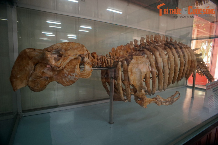 Về mặt khoa học, cá cúi là một loài động vật có vú ăn thuộc bộ Bò biển hay bộ Hải ngưu (Sirenia) mà ngày nay chỉ còn bốn loài sinh tồn trên thế giới. Chúng chuyên ăn thực vật, sinh sống ở sông, đầm lầy, ven biển.