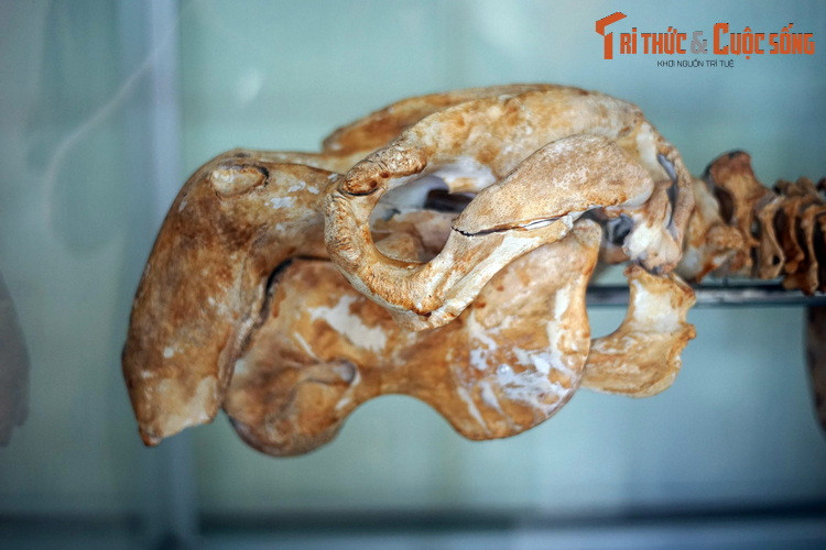 Hộp sọ và hàm răng cá cúi độc đáo. Mõm của chúng hếch hẳn xuống, là một sự thích nghi để kiếm ăn trong các quần thể cỏ biển mọc trên nền biển. Răng hàm của chúng đơn giản, không có cấu trúc phức tạp như các loài họ hàng.