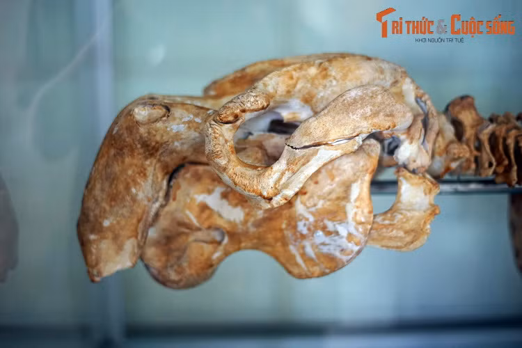 Hộp sọ và hàm răng cá cúi độc đáo. Mõm của chúng hếch hẳn xuống, là một sự thích nghi để kiếm ăn trong các quần thể cỏ biển mọc trên nền biển. Răng hàm của chúng đơn giản, không có cấu trúc phức tạp như các loài họ hàng.