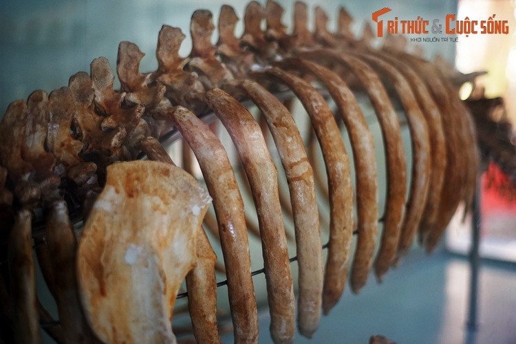 Giống như các loài bò biển khác, cá cúi có xương sườn và các xương dài khác rắn một cách bất thường và chứa ít hoặc không có tủy xương. Những khúc xương nặng nề này là một trong những loại xương dày đặc nhất trong giới động vật.