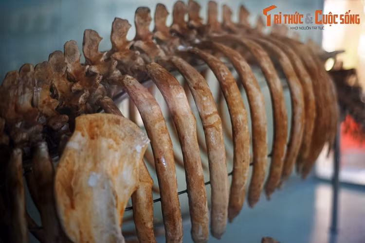 Giống như các loài bò biển khác, cá cúi có xương sườn và các xương dài khác rắn một cách bất thường và chứa ít hoặc không có tủy xương. Những khúc xương nặng nề này là một trong những loại xương dày đặc nhất trong giới động vật.