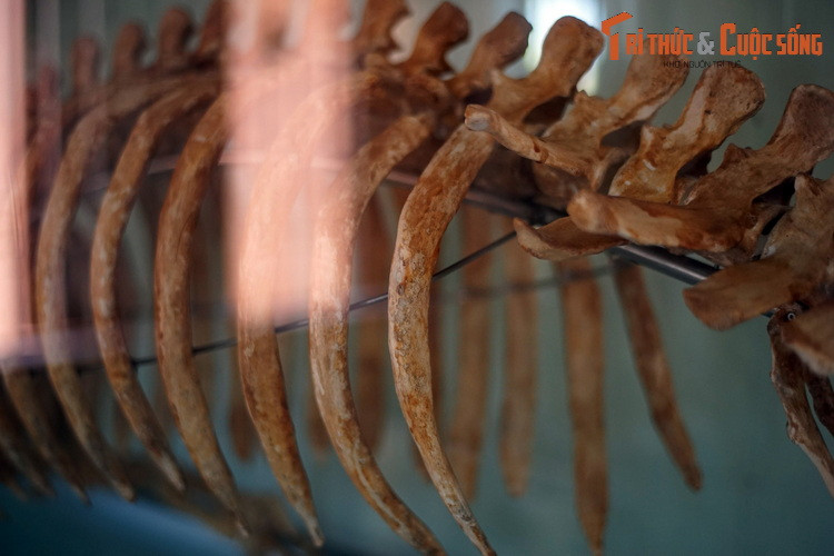 Da cá cúi dày, sắc xám, có lớp mỡ dày bao bọc toàn thân. Bề mặt da được phủ một lớp lông ngắn thưa thớt, cho phép chúng cảm nhận môi trường xung quanh tốt hơn.