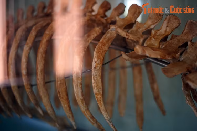 Da cá cúi dày, sắc xám, có lớp mỡ dày bao bọc toàn thân. Bề mặt da được phủ một lớp lông ngắn thưa thớt, cho phép chúng cảm nhận môi trường xung quanh tốt hơn.