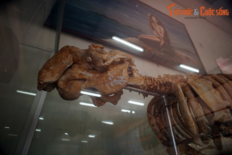 Mặc dù đã được luật pháp của nhiều quốc gia bảo vệ, ngày nay các "nàng tiên cá" vẫn phải đối diện với nguy cơ suy giảm số lượng do mắc vào lưới đánh cá, chết do va chạm với tàu thuyền, ô nhiễm môi trường, nạn săn bắt trái phép... Trong Sách Đỏ UICN, chúng được xếp vào diện Sắp nguy cấp.