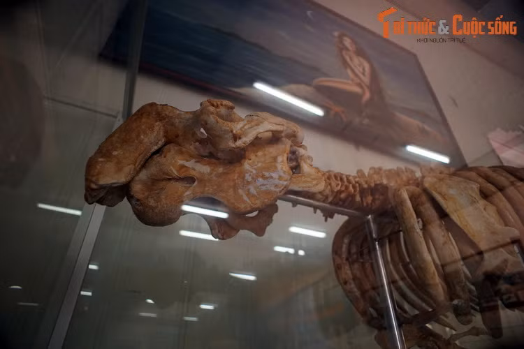 Mặc dù đã được luật pháp của nhiều quốc gia bảo vệ, ngày nay các "nàng tiên cá" vẫn phải đối diện với nguy cơ suy giảm số lượng do mắc vào lưới đánh cá, chết do va chạm với tàu thuyền, ô nhiễm môi trường, nạn săn bắt trái phép... Trong Sách Đỏ UICN, chúng được xếp vào diện Sắp nguy cấp.