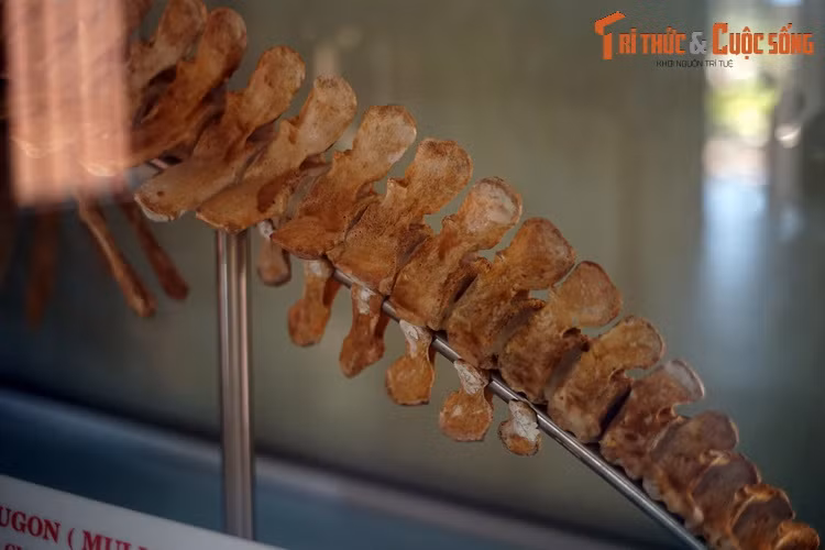 Trên thế giới, cá cúi phân bố chủ yếu ở các vùng ven biển cận duyên nhiệt đới và bán nhiệt đới từ Ấn Độ Dương sang Thái Bình Dương, bao trùm 37 quốc gia. Eo biển Torres ở châu Úc là địa bàn tập trung đông đảo nhất, với hơn 10.000 con cá cúi sinh sống.