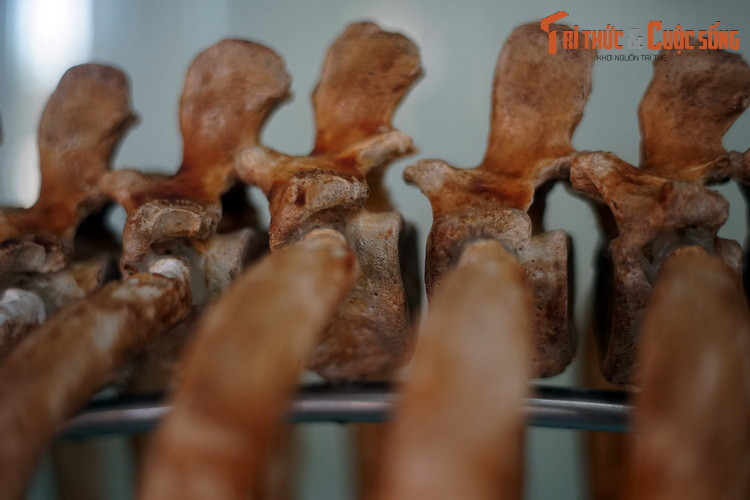 Cá cúi trưởng thành có cơ thể dài quá 3 mét, nặng tới 400 kg. Con cái có xu hướng lớn hơn con đực. Cá thể lớn nhất ghi nhận được có chiều dài 4,06 mét và cân nặng lên đến 1016 kg, được tìm thấy ngoài khơi bờ biển Saurashtra phía Tây Ấn Độ.