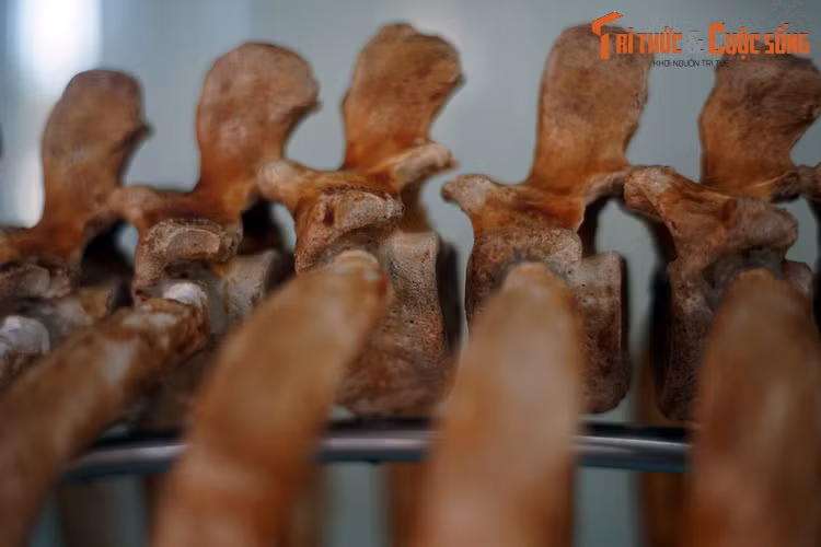 Cá cúi trưởng thành có cơ thể dài quá 3 mét, nặng tới 400 kg. Con cái có xu hướng lớn hơn con đực. Cá thể lớn nhất ghi nhận được có chiều dài 4,06 mét và cân nặng lên đến 1016 kg, được tìm thấy ngoài khơi bờ biển Saurashtra phía Tây Ấn Độ.