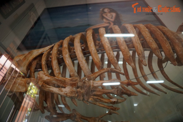 Từ hàng ngàn năm qua, cá cúi đã bị săn bắt để lấy thịt và lấy mỡ. Đến thế kỷ 20, việc săn bắn quá mức đã khiến nhiều quần thể cá cúi bị đẩy vào tình thế nguy cấp, có nguy cơ tuyệt chủng, trong đó có các quần thể ở Việt Nam.