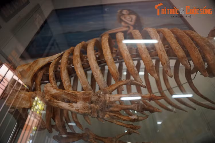 Từ hàng ngàn năm qua, cá cúi đã bị săn bắt để lấy thịt và lấy mỡ. Đến thế kỷ 20, việc săn bắn quá mức đã khiến nhiều quần thể cá cúi bị đẩy vào tình thế nguy cấp, có nguy cơ tuyệt chủng, trong đó có các quần thể ở Việt Nam.