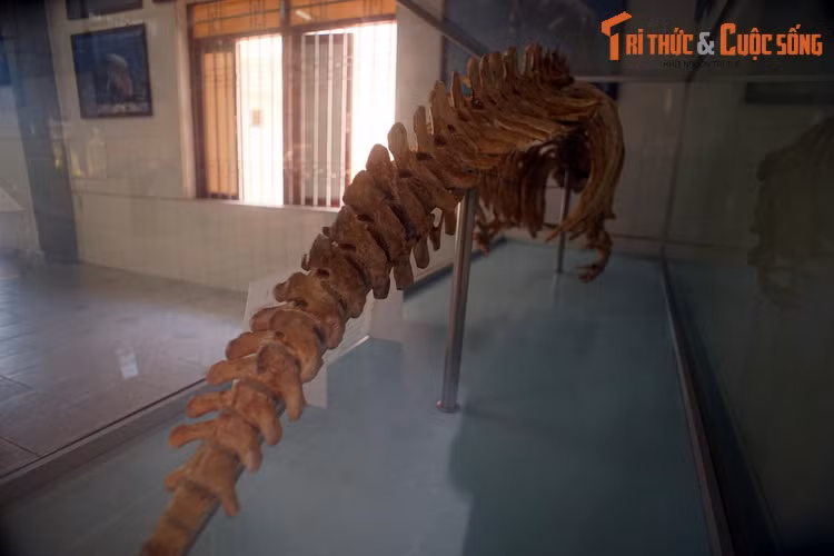 Cấu trúc xương đặc biệt như vậy có tác dụng như một két nước dằn tàu, giúp cá cúi luôn lơ lửng dưới mặt nước một chút.